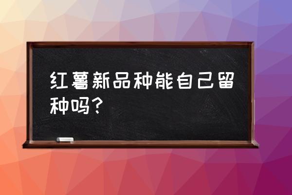 红薯藤留种的储存方法 红薯新品种能自己留种吗？