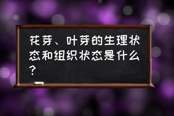 叶芽的结构照片 花芽、叶芽的生理状态和组织状态是什么？