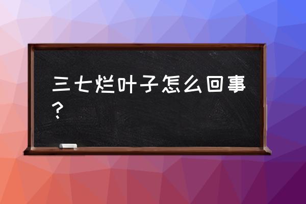 黄芪可以重茬耕种吗 三七烂叶子怎么回事？