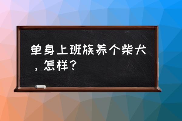 上班族养什么狗最好 单身上班族养个柴犬，怎样？