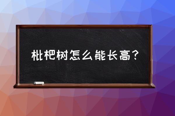 枇杷怎么能长大点 枇杷树怎么能长高？