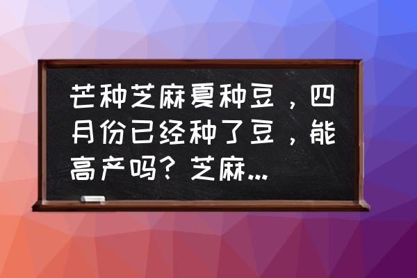 芝麻高产的最佳时间 芒种芝麻夏种豆，四月份已经种了豆，能高产吗？芝麻可以提前种吗？为什么？