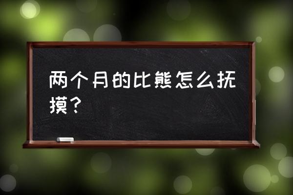 三个月比熊怎么训练 两个月的比熊怎么抚摸？