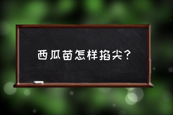 种植西瓜苗的巧妙办法 西瓜苗怎样掐尖？