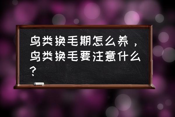 面点五种小鸟的做法 鸟类换毛期怎么养，鸟类换毛要注意什么？