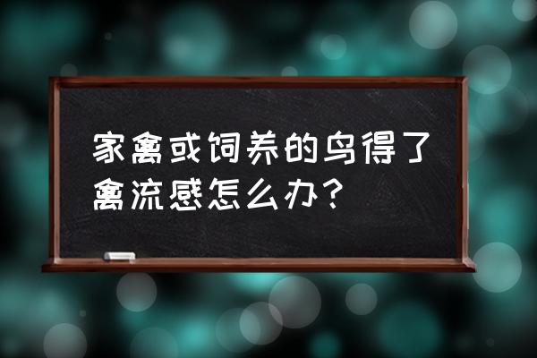 预防禽流感最佳方案 家禽或饲养的鸟得了禽流感怎么办？