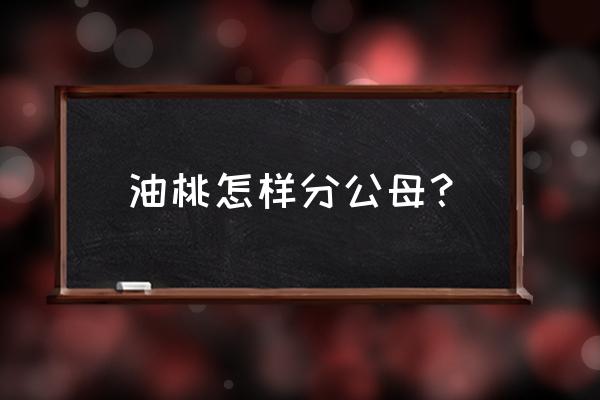 黄桃公母对照表 油桃怎样分公母？