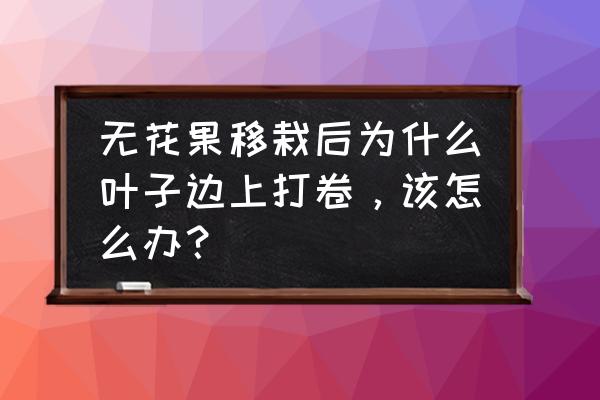 盆栽无花果的叶子为什么向上卷曲 无花果移栽后为什么叶子边上打卷，该怎么办？