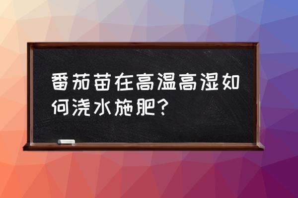 怎么养出健壮的番茄苗 番茄苗在高温高湿如何浇水施肥？