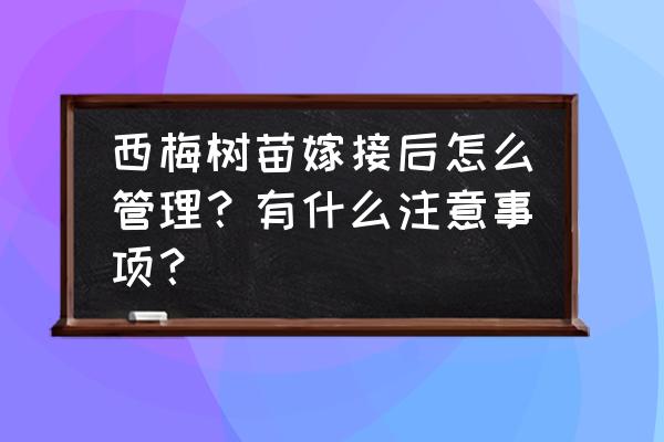 正宗的西梅是什么样的 西梅树苗嫁接后怎么管理？有什么注意事项？