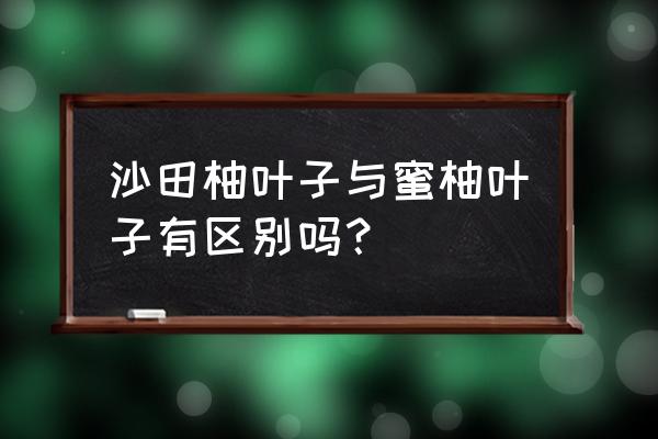 哪种柚子叶子大又亮 沙田柚叶子与蜜柚叶子有区别吗？