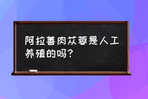 阿拉善肉苁蓉的功效 阿拉善肉苁蓉是人工养殖的吗？